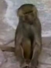 Monkey See, Monkey Who?!
